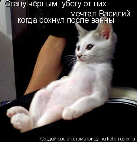 Котоматрица: мечтал Василий Стану чёрным, убегу от них - когда сохнул после ванны когда сохнул после ванны