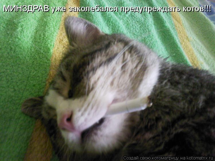 Котоматрица: МИНЗДРАВ уже заколебался предупреждать котов!!!
