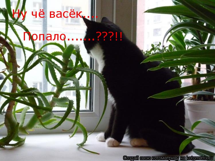 Котоматрица: Ну чё васёк.... Попало.......???!!