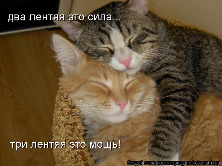 Котоматрица: два лентяя это сила... три лентяя это мощь!
