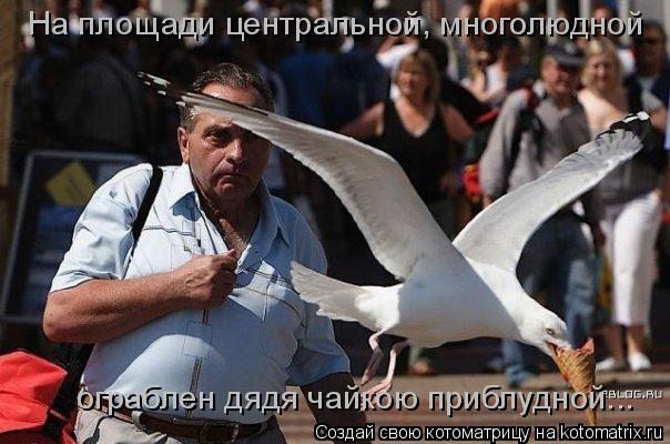 Котоматрица: На площади центральной, многолюдной ограблен дядя чайкою приблудной...