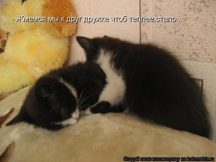Котоматрица: - Жмемся мы к друг дружке чтоб теплее стало...