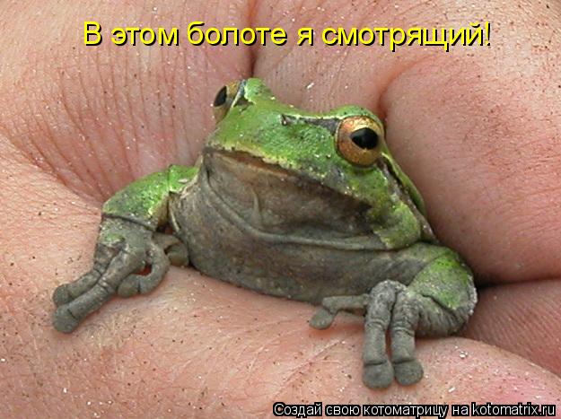 Котоматрица: В этом болоте я смотрящий!