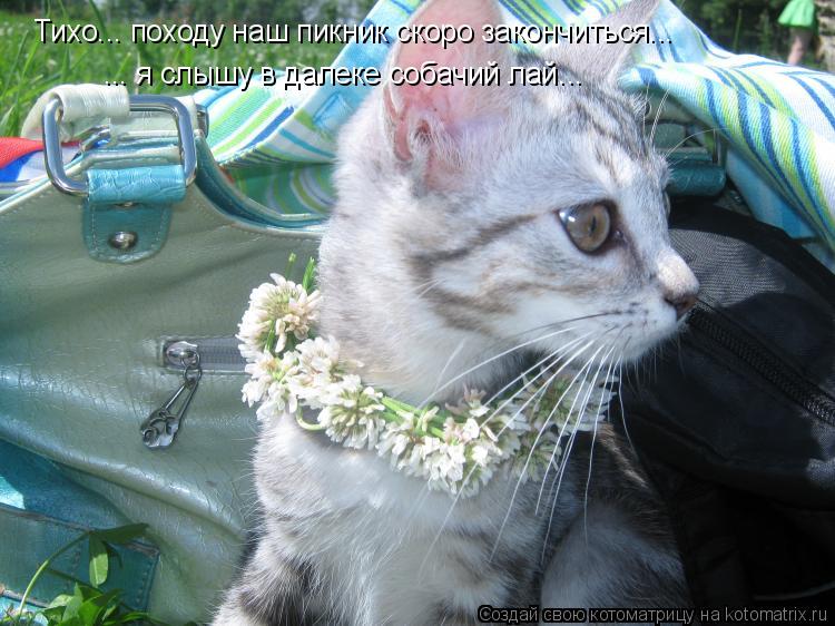 Котоматрица: Тихо... походу наш пикник скоро закончиться... ... я слышу в далеке собачий лай...