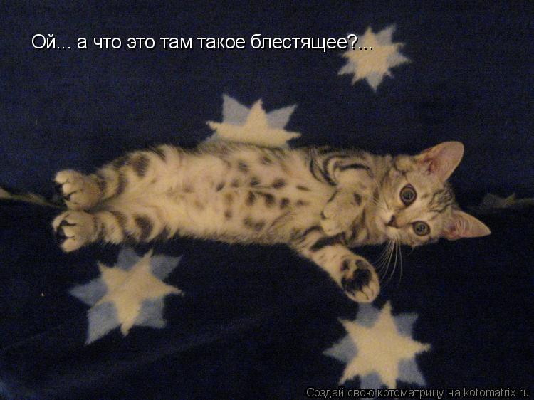 Котоматрица: Ой... а что это там такое блестящее?...