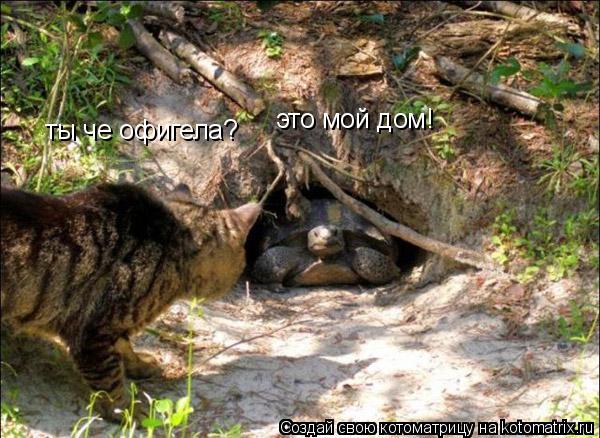 Котоматрица: ты че офигела? это мой дом!