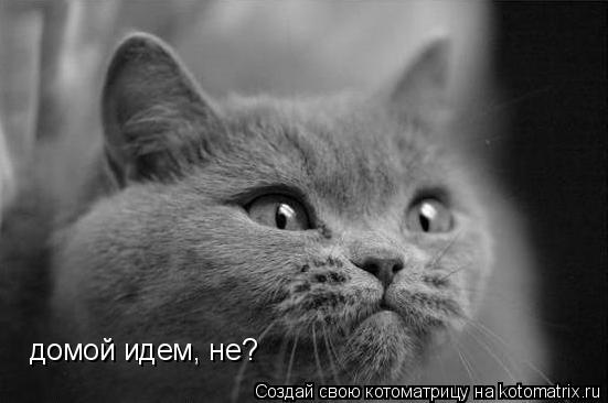 Котоматрица: домой идем, не?