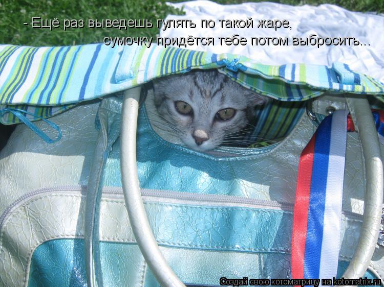 Котоматрица: - Ещё раз выведешь гулять по такой жаре, сумочку придётся тебе потом выбросить...