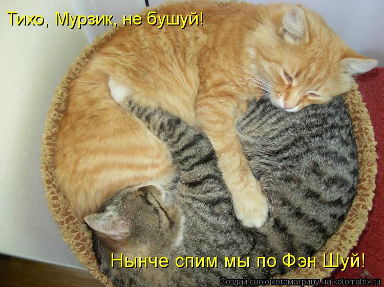Котоматрица: Тихо, Мурзик, не бушуй!   Нынче спим мы по Фэн Шуй!
