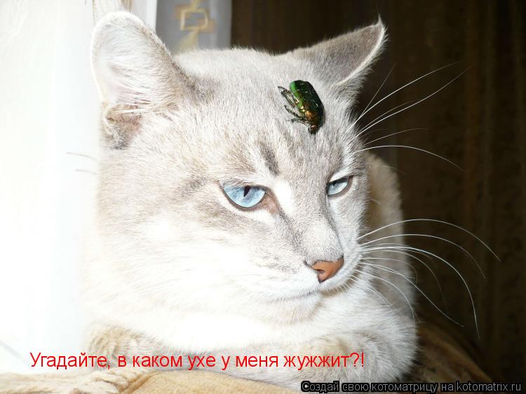 Котоматрица: Угадайте, в каком ухе у меня жужжит?!