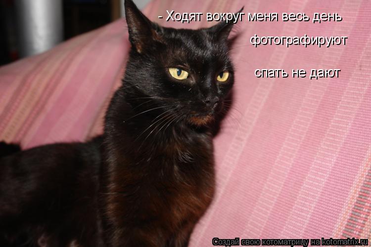 Котоматрица: - Ходят вокруг меня весь день фотографируют спать не дают