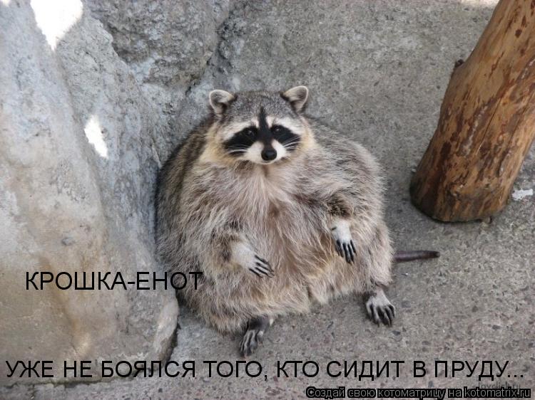 Котоматрица: КРОШКА-ЕНОТ УЖЕ НЕ БОЯЛСЯ ТОГО, КТО СИДИТ В ПРУДУ...