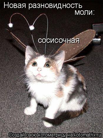 Котоматрица: Новая разновидность  моли:  сосисочная