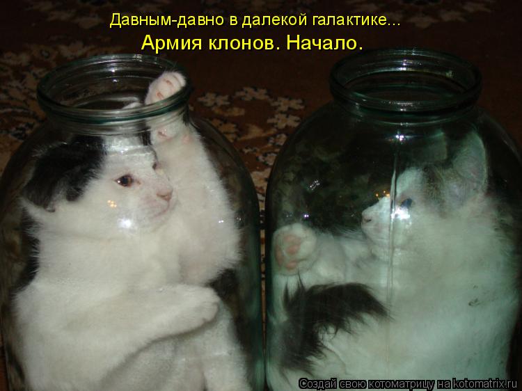 Котоматрица: Давным-давно в далекой галактике... Армия клонов. Начало.