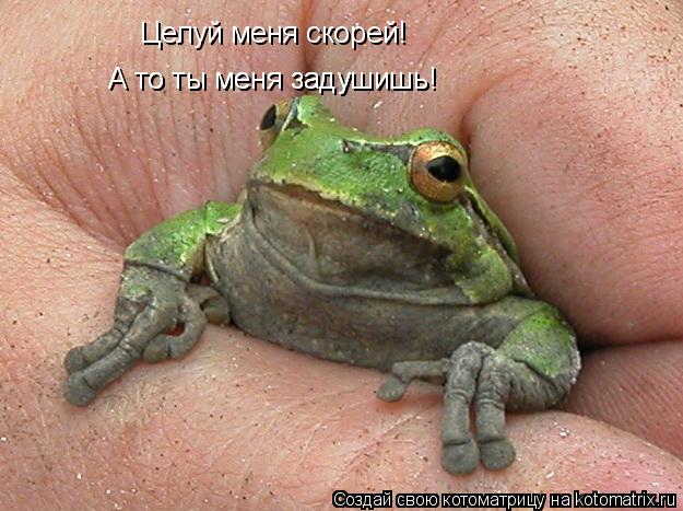 Котоматрица: Целуй меня скорей! А то ты меня задушишь! А то ты меня задушишь!