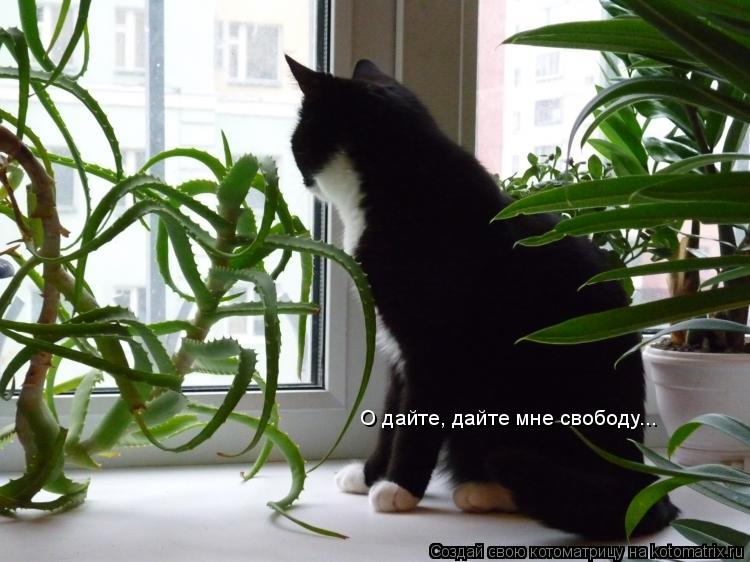 Котоматрица: О дайте, дайте мне свободу...