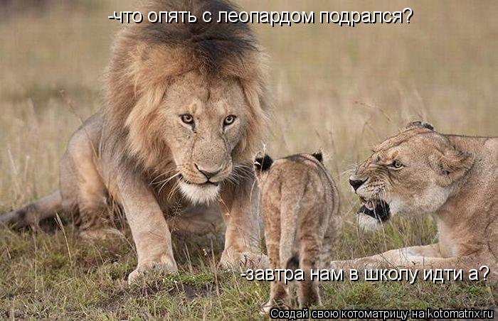 Котоматрица: -что опять с леопардом подрался? -завтра нам в школу идти а?