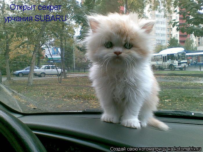 Котоматрица: Открыт секрет урчания SUBARU