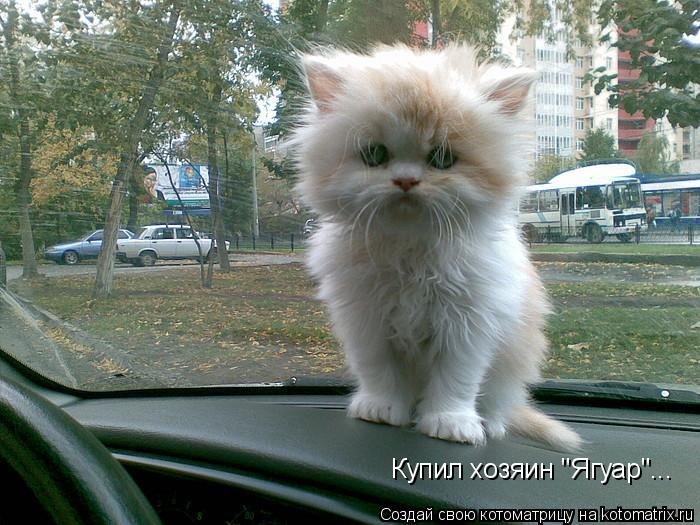 Котоматрица: Купил хозяин "Ягуар"...