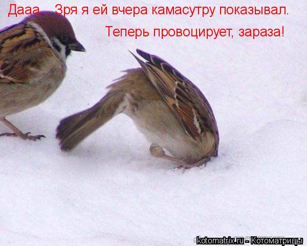 Котоматрица: Дааа... Зря я ей вчера камасутру показывал. Теперь провоцирует, зараза!