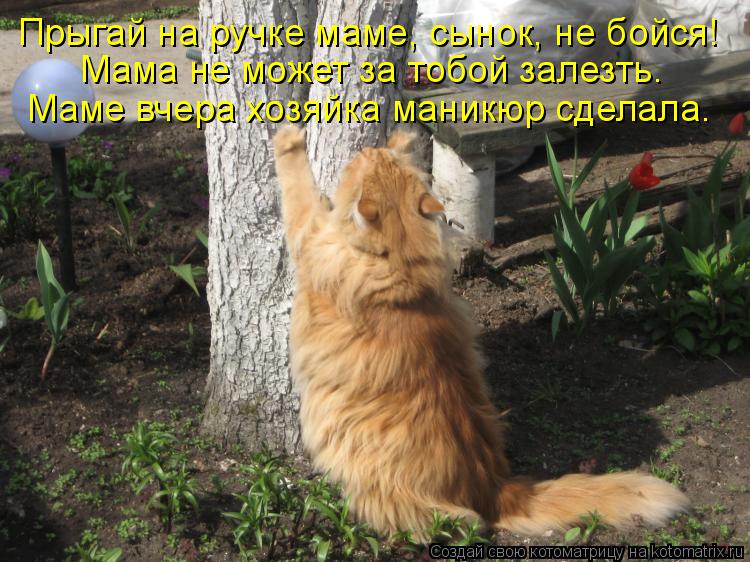 Мама не может за тобой залезть. Маме вчера хозяйка маникюр сделала. Прыгай на ручке маме, сынок, не ... Котоматрица: Мама не может за тобой залезть. Маме вчера хозяйка маникюр сделала. Прыгай на ручке маме, сынок, не бойся!