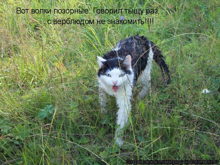 Вот волки позорные. Говорил тыщу раз, с верблюдом не знакомить!!!!... Котоматрица: Вот волки позорные. Говорил тыщу раз, с верблюдом не знакомить!!!!