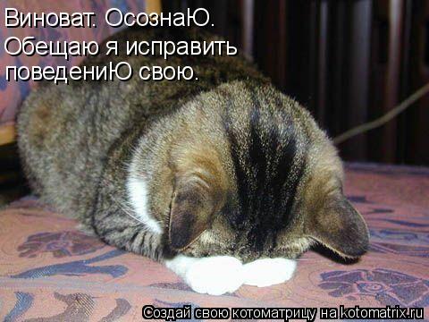 Котоматрица: поведениЮ свою. Обещаю я исправить Виноват. ОсознаЮ.