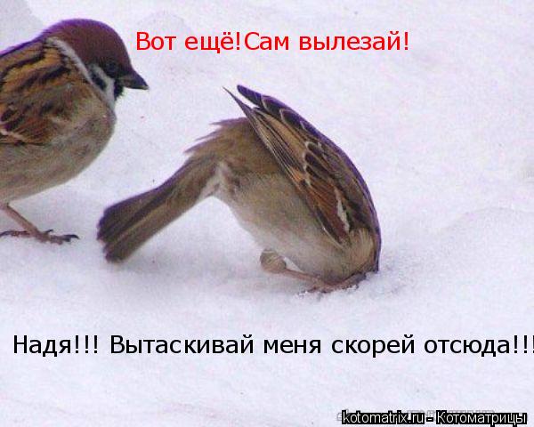 Надя!!! Вытаскивай меня скорей отсюда!!! Вот ещё!Сам вылезай!... Котоматрица: Надя!!! Вытаскивай меня скорей отсюда!!! Вот ещё!Сам вылезай!