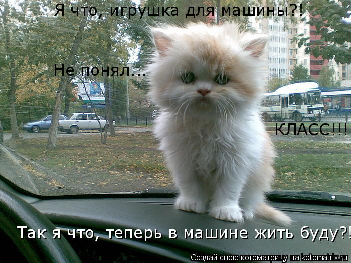 Я что, игрушка для машины?! Не понял... Так я что, теперь в машине жить буду?! КЛАСС!!!... Котоматрица: Я что, игрушка для машины?! Не понял... Так я что, теперь в машине жить буду?! КЛАСС!!!