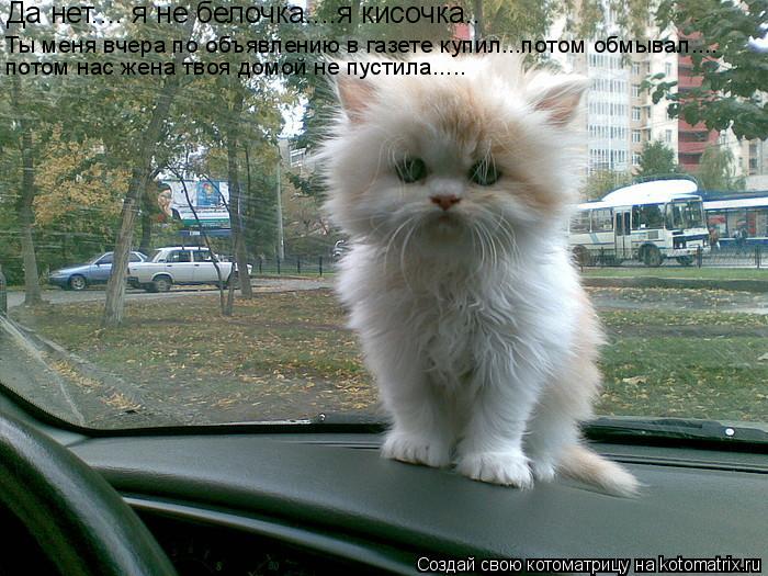 Да нет.... я не белочка....я кисочка.. Ты меня вчера по объявлению в газете купил...потом обмывал....... Котоматрица: Да нет.... я не белочка....я кисочка.. Ты меня вчера по объявлению в газете купил...потом обмывал.... потом нас жена твоя домой не пустила.....