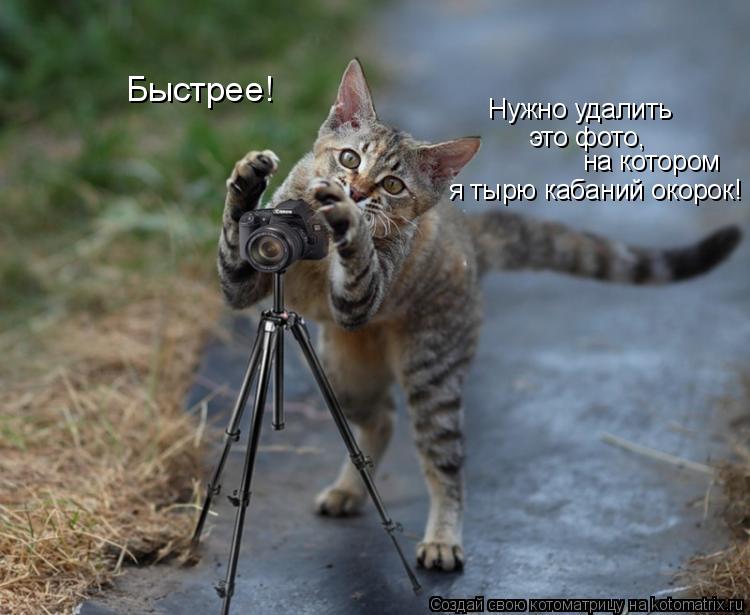 Быстрее! Нужно удалить это фото, на котором я тырю кабаний окорок!... Котоматрица: Быстрее! Нужно удалить это фото, на котором я тырю кабаний окорок!