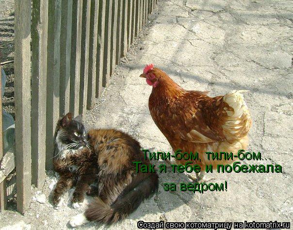 Тили-бом, тили-бом... за ведром! Так я тебе и побежала... Котоматрица: Тили-бом, тили-бом... за ведром! Так я тебе и побежала