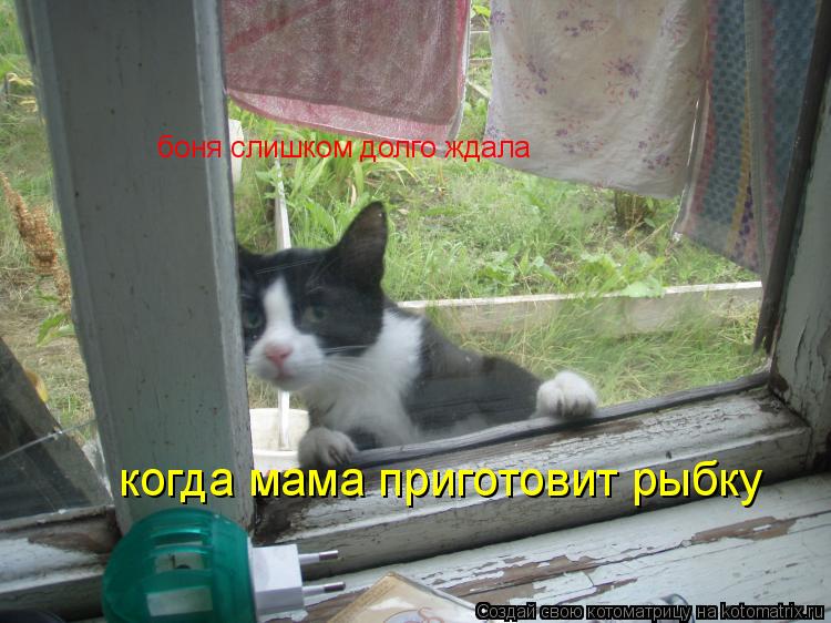 боня слишком долго ждала когда мама приготовит рыбку... Котоматрица: боня слишком долго ждала когда мама приготовит рыбку