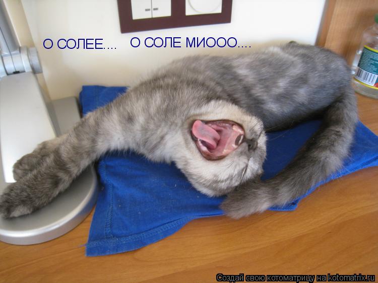 О СОЛЕЕ.... О СОЛЕ МИООО....... Котоматрица: О СОЛЕЕ.... О СОЛЕ МИООО....