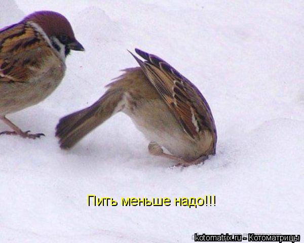 Пить меньше надо!!!... Котоматрица: Пить меньше надо!!!