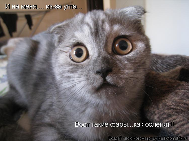 И на меня.... из-за угла... Воот такие фары...как ослепят!!... Котоматрица: И на меня.... из-за угла... Воот такие фары...как ослепят!!