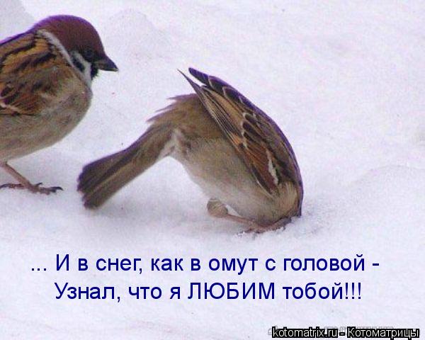 ... И в снег, как в омут с головой - Узнал, что я ЛЮБИМ тобой!!!... Котоматрица: ... И в снег, как в омут с головой - Узнал, что я ЛЮБИМ тобой!!!
