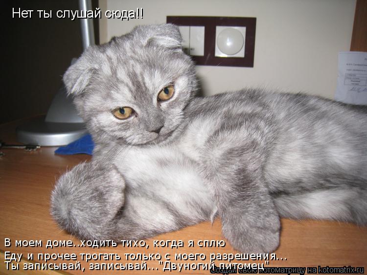 Нет ты слушай сюда!! В моем доме..ходить тихо, когда я сплю Еду и прочее трогать только с моего разре... Котоматрица: Нет ты слушай сюда!! В моем доме..ходить тихо, когда я сплю Еду и прочее трогать только с моего разрешения... Ты записывай, записывай..."Двуноги