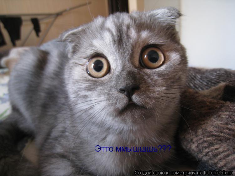 Этто ммышшшь???... Котоматрица: Этто ммышшшь???