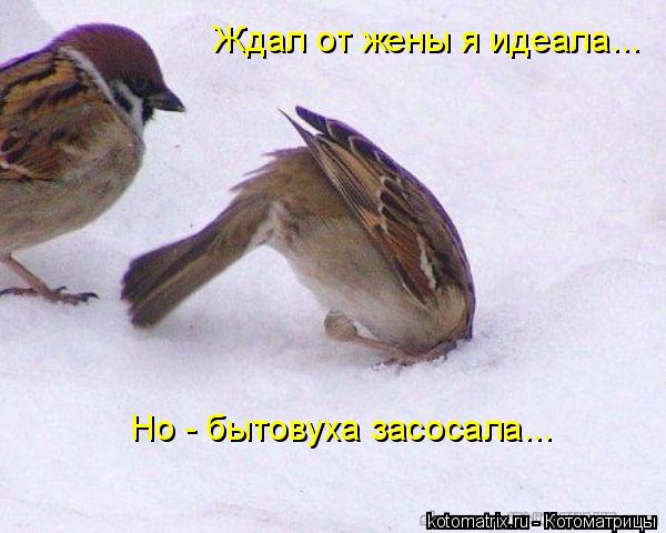 Ждал от жены я идеала... Но - бытовуха засосала...... Котоматрица: Ждал от жены я идеала... Но - бытовуха засосала...