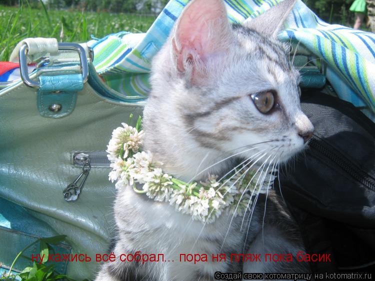 ну кажись всё собрал... пора ня пляж пока басик... Котоматрица: ну кажись всё собрал... пора ня пляж пока басик