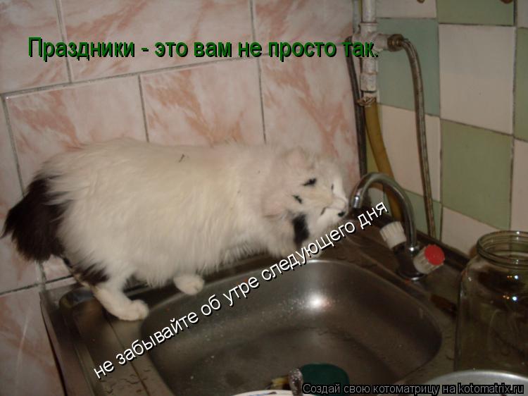 Праздники - это вам не просто так. не забывайте об утре следующего дня... Котоматрица: Праздники - это вам не просто так. не забывайте об утре следующего дня