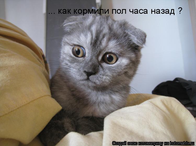... как кормили пол часа назад ?... Котоматрица: ... как кормили пол часа назад ?