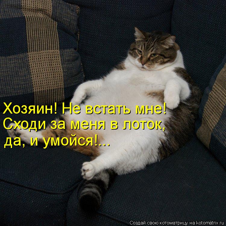 Хозяин! Не встать мне! Сходи за меня в лоток, да, и умойся!...... Котоматрица: Хозяин! Не встать мне! Сходи за меня в лоток, да, и умойся!...