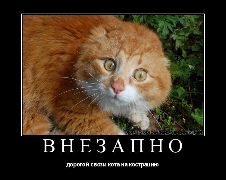 Котоматрица: внезапно дорогой свози кота на кострацию