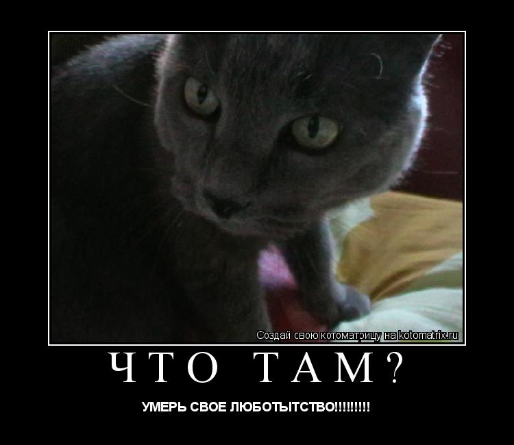 Котоматрица: что там? УМЕРЬ СВОЕ ЛЮБОТЫТСТВО!!!!!!!!!