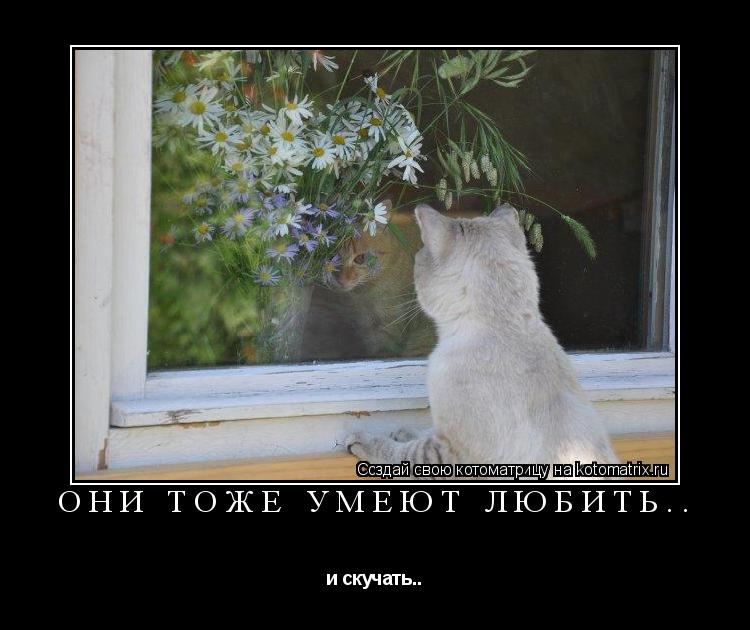 Котоматрица: Они тоже умеют любить.. и скучать..