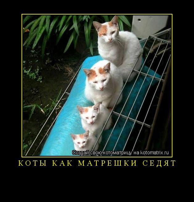 Котоматрица: коты как матрёшки седят 