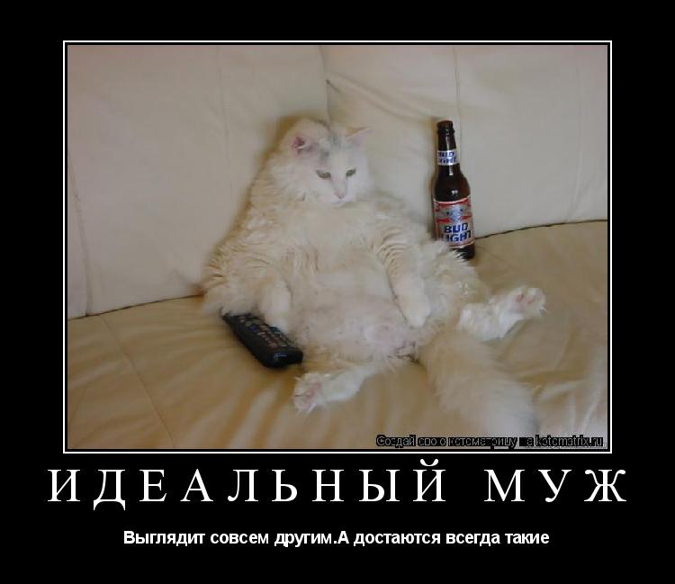 Котоматрица: Идеальный муж Выглядит совсем другим.А достаются всегда такие