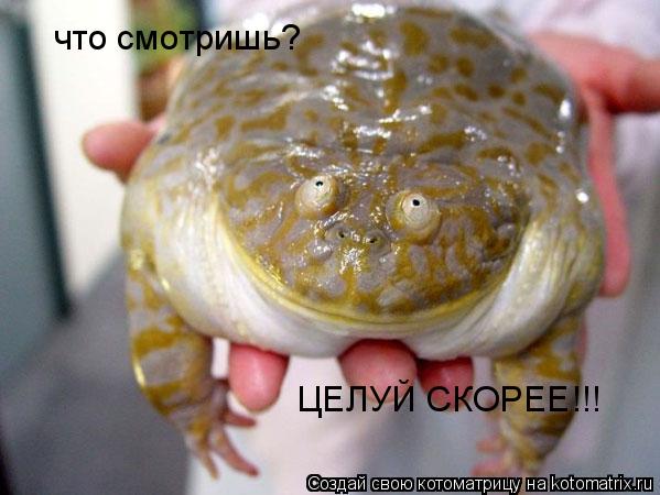 что смотришь? ЦЕЛУЙ СКОРЕЕ!!!... Котоматрица: что смотришь? ЦЕЛУЙ СКОРЕЕ!!!